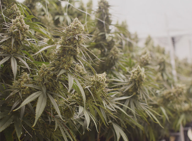 Cannabis plants growing indoors