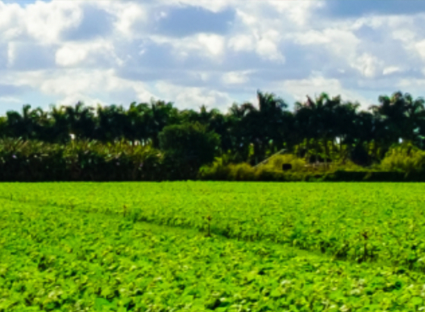 A soybean field with a backdrop of evergreen trees.